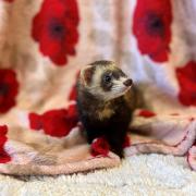 Masala, one of the ferrets seeking a new home. Photo: Scottish SPCA