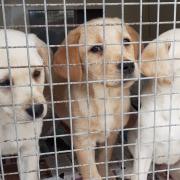 Three young pups found wandering the streets now in care of Glasgow SSPCA