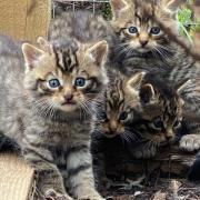 Planning is under way to release the kittens, which were born between April and August this year, into the Highlands in 2023
