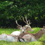NatureScot highlights deer-stalking caution as hillwalking season arrives