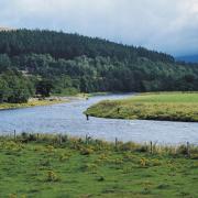 A number of fish have been found dead in the River Spey
