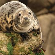 Fish farms attempt to deter seals by using devices which emit unpleasant sounds.