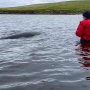 The minke whale washed up on a beach in Shetland on Wednesday morning