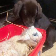This adorable photo of a puppy meeting a lamb was sent to our sister paper The Scottish Farmer by Sarah Bateman