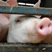 Farmers fear that post-Brexit border controls are not sufficient to keep livestock safe from diseases like African Swine Fever