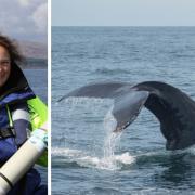 Dr Nienke van Geel, and a Humpback Whale's fluke, photographed by Haoxi Wang on Unsplash