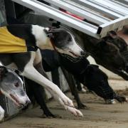 New polling has found that a majority of Scots want greyhound racing to be phased out