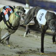 'Cruel' greyhound racing must be banned in Scotland, MSPs have been told