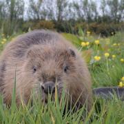 The beavers are set to be relocated from a site in Tayside