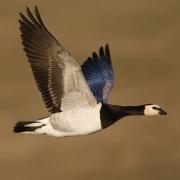 NatureScot said it was monitoring the situation closely after avian flu was detected in barnacle geese on Islay