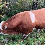 A bull named 'Lover Boy' has escaped, and is causing traffic delays on the M8