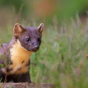 Pine martens are thought to act as squirrel 'bouncers'
