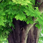 People have been recording second flowerings among horse chestnut trees due to the unseasonal warm weather