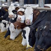 The Tory government could be set to allow foods such as hormone-injected beef into the UK market