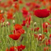 'The poppy was once a modest and humble symbol of both hope and loss': Poppies growing on the Somme battlefield