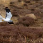 The reserve will be the home of a haven for wildlife, including hen harriers, the UK’s most persecuted bird of prey
