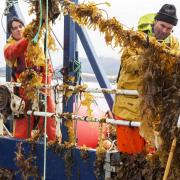 Kyla Orr and Martin Welsh harvesting seaweed, an industry that could benefit the Scottish economy up to £70 Million and lower rates of unemployment