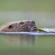 Two baby beavers are thought to have been killed in an 'otter attack'