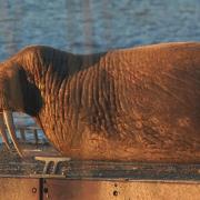 A walrus named 'Thor' has been delighting locals on the east coast of England ... and he looks to be heading north