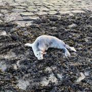 The seal pup suffered a broken jaw after being attacked by a dog