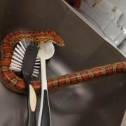 The corn snake was coiled in the kitchen sink