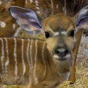 Edinburgh Zoo have shared the first images of a lowland nyala calf born at the beginning of January