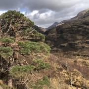Scotland's Caledonian pinewoods are on a 