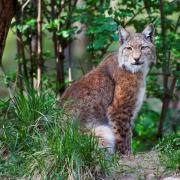The lynx is even more timid of humans than the wolf, so poses little direct threat to us
