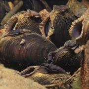Critically-endangered freshwater pearl mussels have been found in the River Kerry in the west Highlands