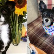Tiny dog needed emergency treatment after eating Easter egg almost same size as it