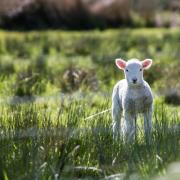 Four lambs died after the sheep-worrying incident in Keith
