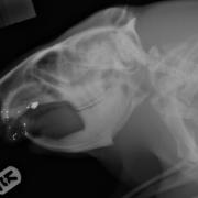 An x-ray of Fig the beaver after he was shot in the mouth during a botched attempt at lethal control