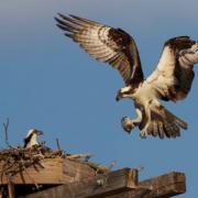 Two ospreys have returned to their nest in Scotland for the summer