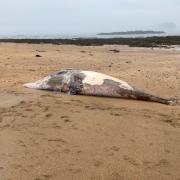 It is the second dead whale to wash up on North Berwick beach in less than a month