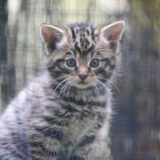 Scottish wildcat kittens have been born at the Highland Wildlife Park