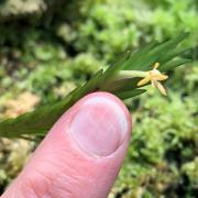 The tiny flowers of Angraecum podochiloides are smaller than a human fingernail