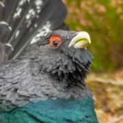 Capercaillie numbers in Scotland are showing early signs of recovery, experts say