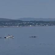 The video appeared to show a speedboat hurtling towards a group of dolphins