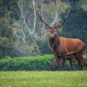 Runaway deer numbers in Scotland pose a threat to rewilding efforts