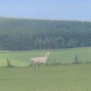 The llama is currently in a 20-acre field, according to the SSPCA