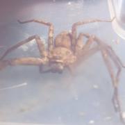 The Edinburgh resident managed to contain the huntsman spider in a plastic box