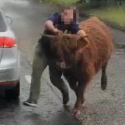 The cow made its way onto a road near Silverburn Shopping Centre