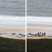 It is believed that 55 whales are on the beach