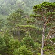 Ben Shieldaig hosts two contrasting Scottish rainforests on its slopes
