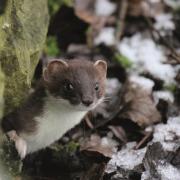 More than 5000 stoats have been killed in Orkney since the project started in 2019