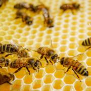 A recent report found that a shocking 100% of the honey tested from the UK failed to meet requirements