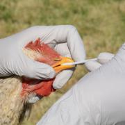 File photograph of a chicken being tested for bird flu