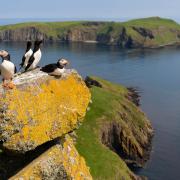 There is particular concern for Scotland's internationally important seabird populations