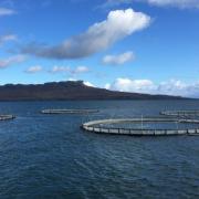 Fish farms owned by MOWI, which has obtained a legal order against campaigner Don Staniford