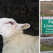 The sheep was killed by a dog despite signs informing walkers about the presence of livestock